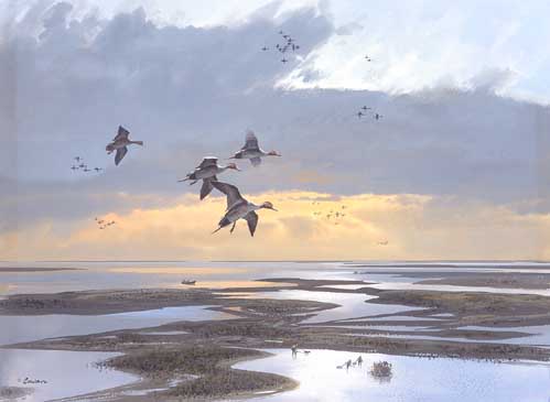 Aerial view of pintails flying over wetlands