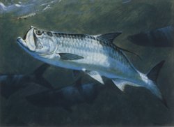 2005 Texas Saltwater Stamp Tarpon