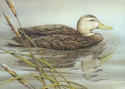 Mottled duck in reeds
