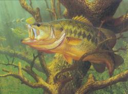 Largemouth freshwater bass