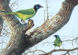 Two green jays in tree