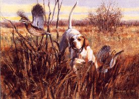 English pointer with quail