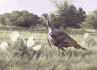 2002 Texas Turkey Stamp